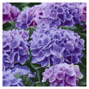 Papel+Projetar guardanapos de almoço com estampa de flores