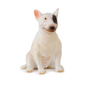  Figura CollectA Bull Terrier (mediana)